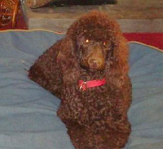 Izabella is an adorable standard poodle in Augusta, GA